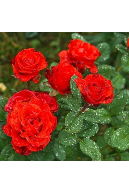 Кущ троянди El Torro у літньому саду